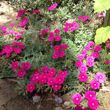 Nazan & Restaurant & 3* Assos