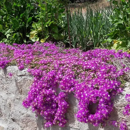 Nazan & Restaurant & Assos