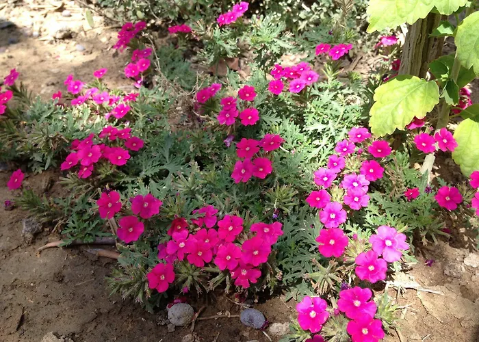 Nazan & Restaurant & 3* Assos