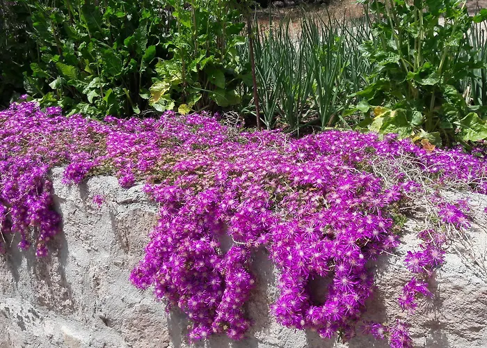 Nazan & Restaurant & Assos